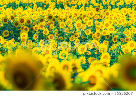 One side of sunflower field [Nagano Prefecture] 55536267