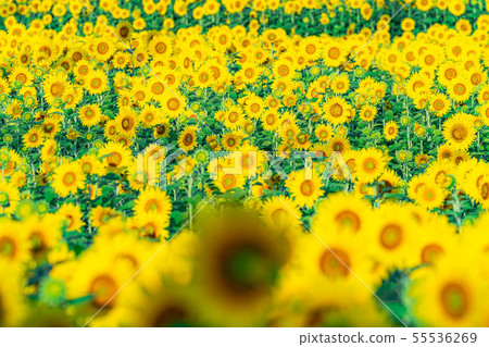 One side of sunflower field [Nagano Prefecture] 55536269