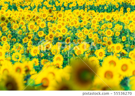 One side of sunflower field [Nagano Prefecture] 55536270