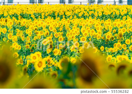 One side of sunflower field [Nagano Prefecture] 55536282