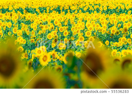 One side of sunflower field [Nagano Prefecture] 55536283