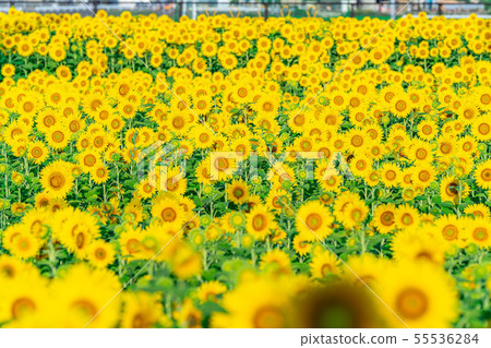 One side of sunflower field [Nagano Prefecture] 55536284