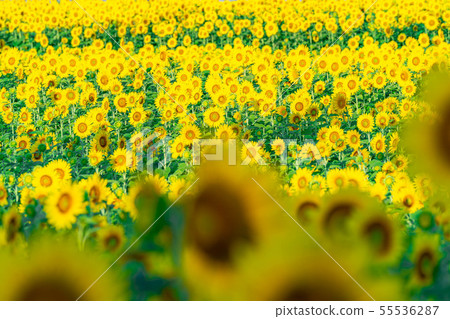 One side of sunflower field [Nagano Prefecture] 55536287