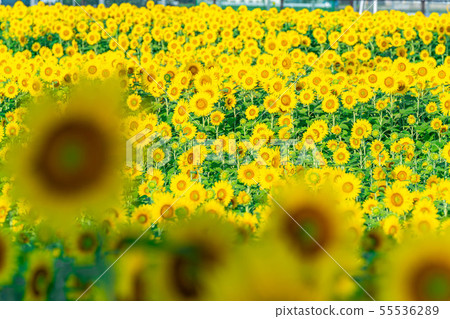 One side of sunflower field [Nagano Prefecture] 55536289