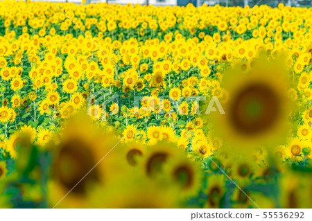 One side of sunflower field [Nagano Prefecture] 55536292