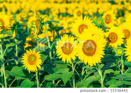 One side of sunflower field [Nagano Prefecture] 55536445