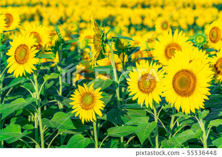 One side of sunflower field [Nagano Prefecture] 55536448