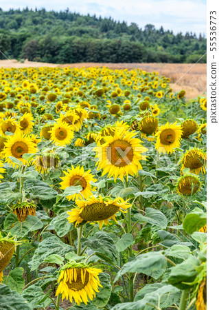 Wonderful panoramic view field of sunflowers by summertime 55536773