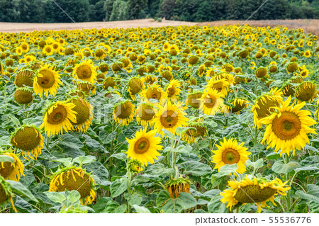 Wonderful panoramic view field of sunflowers by summertime 55536776