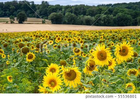 Wonderful panoramic view field of sunflowers by summertime 55536801