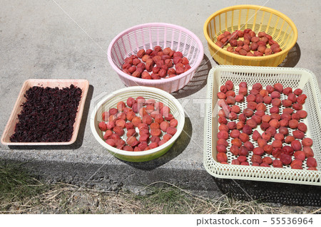 Umeboshi making home orchard Umeboshi making home orchard 55536964