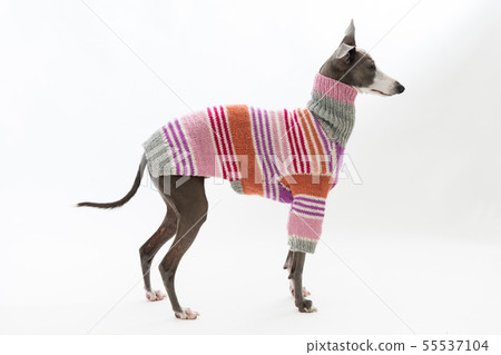 意大利靈緹犬穿著一件毛衣 55537104