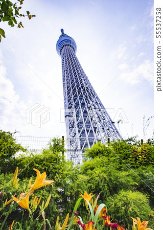 Tokyo Sky Tree seen from Dome Garden Tokyo Sky Tree seen from Dome Garden 55537258