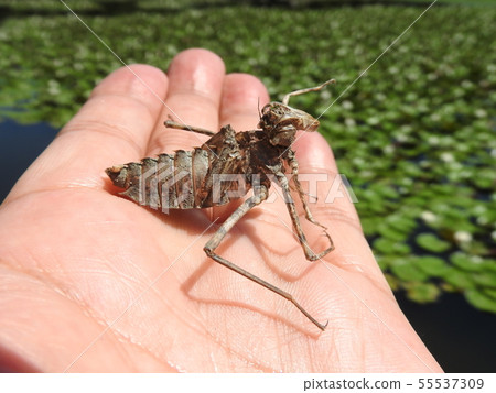 蜻蜓的一個殼，已經成為巨型蜻蜓。 55537309