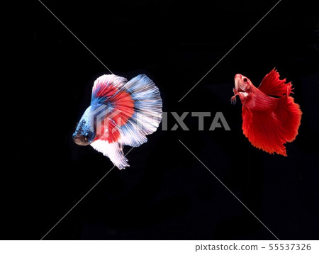 Bite fish is slender, long and flat 55537326
