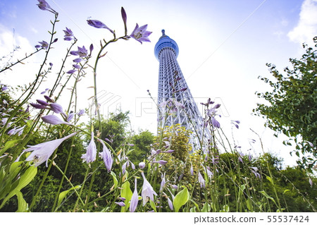 圓頂庭院花和東京天空樹 55537424