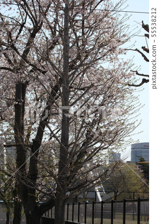 Specimen Tree _ Sapporo City 55538212