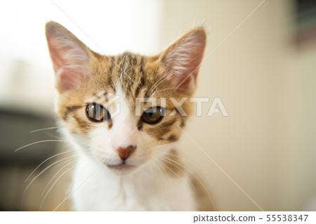 Love cat Love cat 55538347