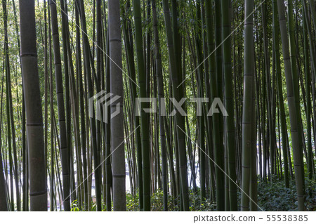 Death Valley, Damyang, Jeonnam Death Valley, Damyang, Jeonnam 55538385