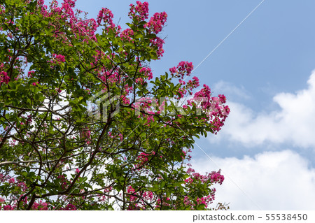 Soswonwon, Damyang-gun, Jeonnam 55538450