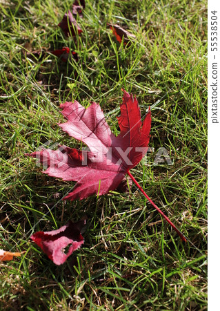 Maple Maple 55538504