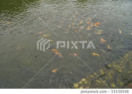 Fish are water animals Fish are water animals 55538506