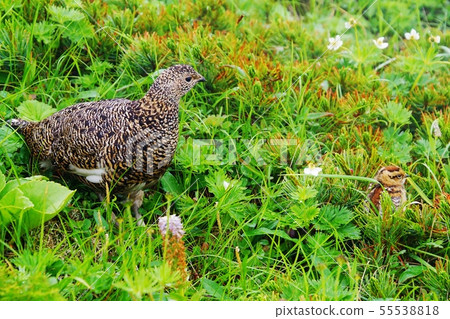 Thunderbird parent and child of Hakuba Thunderbird parent and child of Hakuba 55538818