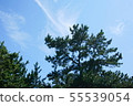 Summer sky and pine 55539054