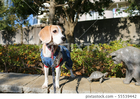 Dog, turtle, cat 55539442