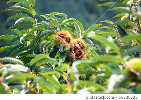 chestnut chestnut 55539528