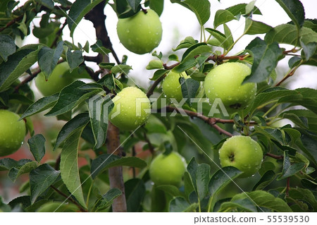 Pusan Pusan 55539530