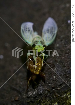 Cicadas Cicadas 55539733