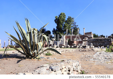 Agave in ruins of Saint John's Basilica, Selcuk, 55540178