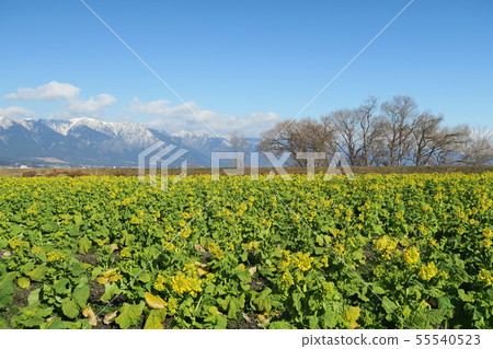 Rape field in Daiichi Nagisa Park Rape field in Daiichi Nagisa Park 55540523
