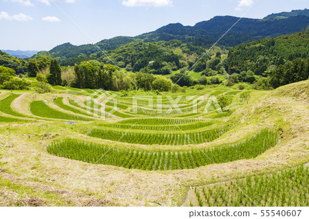 Oyama Senmaida (Kamogawa City, Chiba Prefecture) 55540607