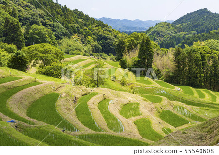 Oyama Senmaida (Kamogawa City, Chiba Prefecture) 55540608