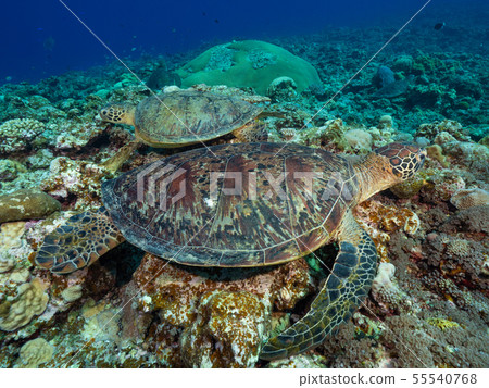 海龜 55540768