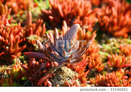 Succulent plant 55540801