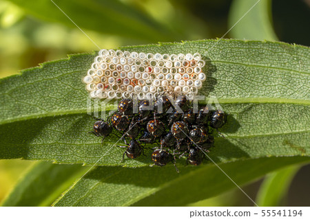 black beatles while laying eggs black beatles while laying eggs 55541194