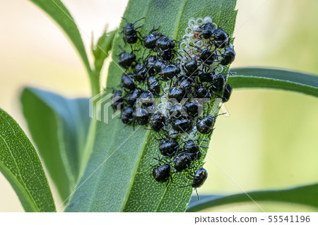 black beatles while laying eggs black beatles while laying eggs 55541196