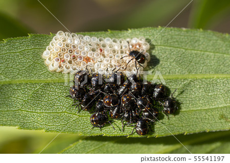 black beatles while laying eggs black beatles while laying eggs 55541197