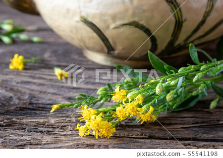 Fresh European goldenrod, or Solidago virgaurea Fresh European goldenrod, or Solidago virgaurea 55541198