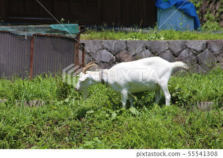 Goat Goat 55541308