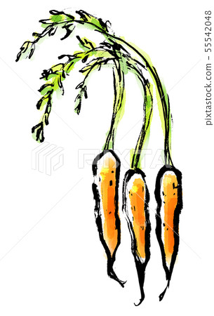 Brush drawing vegetables food mini carrot Brush drawing vegetables food mini carrot 55542048