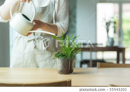 Plant watering 55543201