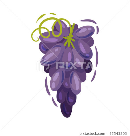 Large bunch of grapes. Vector illustration on white background. Large bunch of grapes. Vector illustration on white background. 55543203