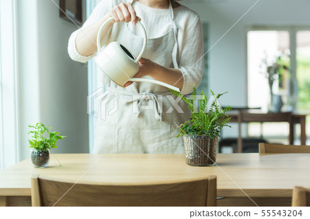 植物澆水 植物澆水 55543204