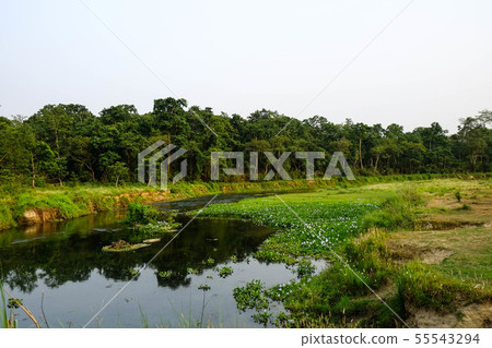 奇旺國家公園在尼泊爾 55543294