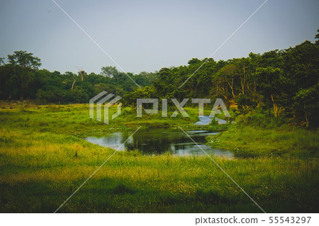 Chitwan National Park in Nepal Chitwan National Park in Nepal 55543297