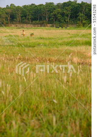 Chitwan National Park in Nepal Chitwan National Park in Nepal 55543298